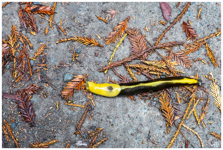 Banana slug