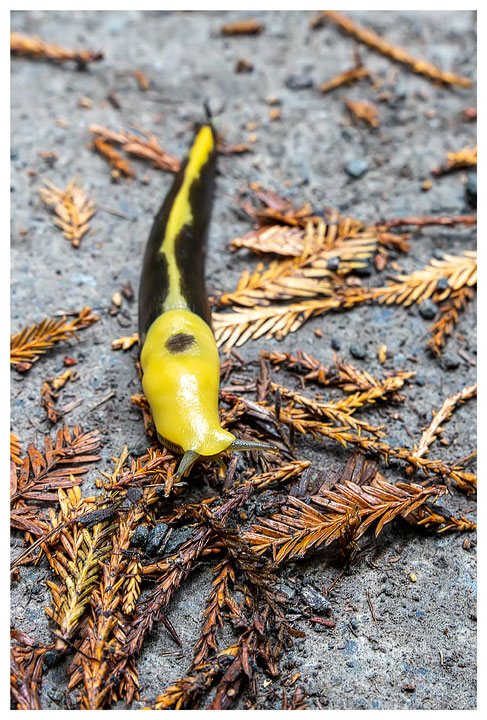 Banana slug