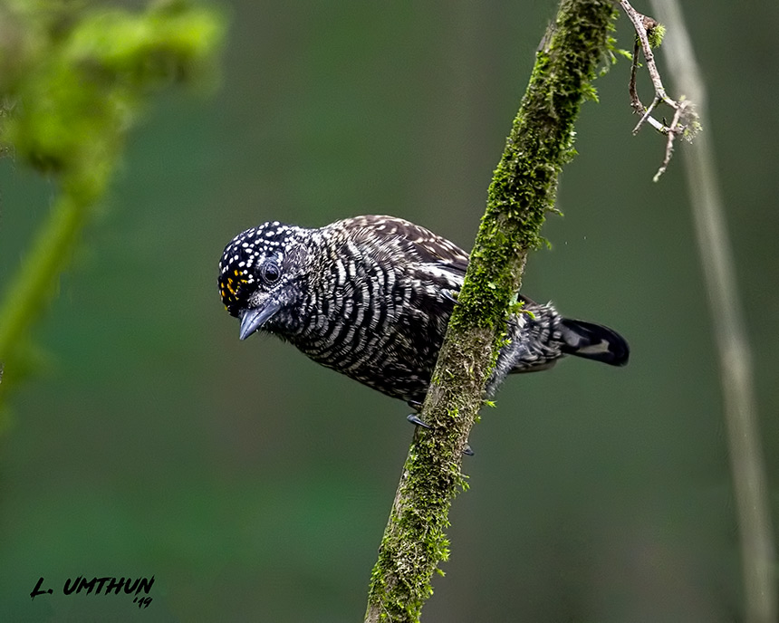 Speckle-chested Piculet