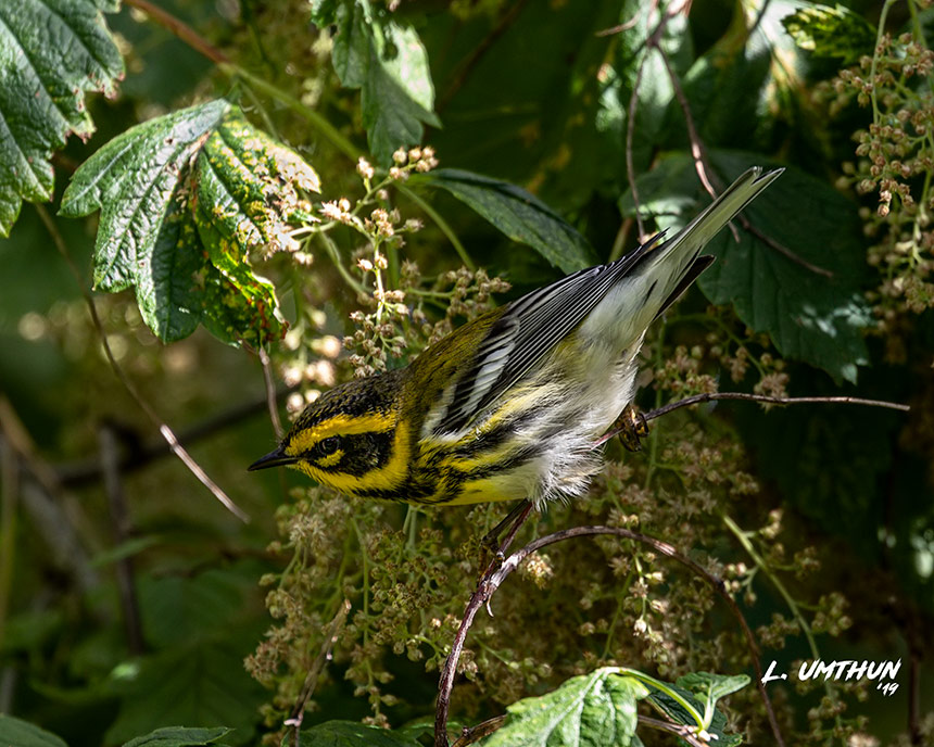 Townsends Warbler