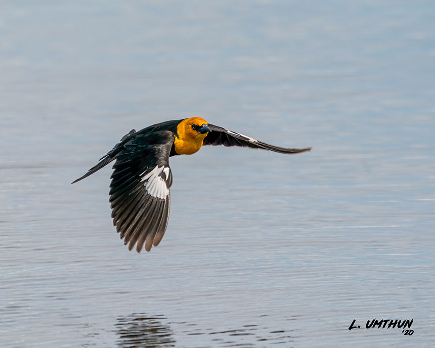 Yellow-headed Blackbird