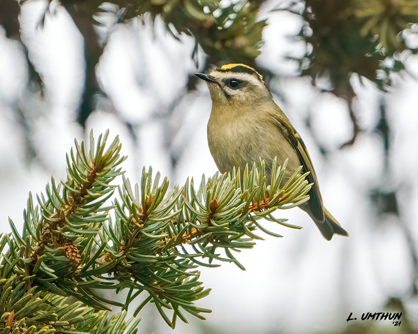 Golden-crowned Kinglet