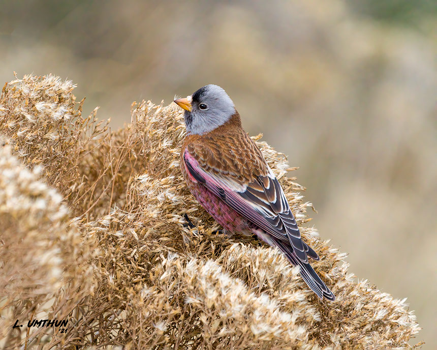 Gray-crowned Rosy-Finch