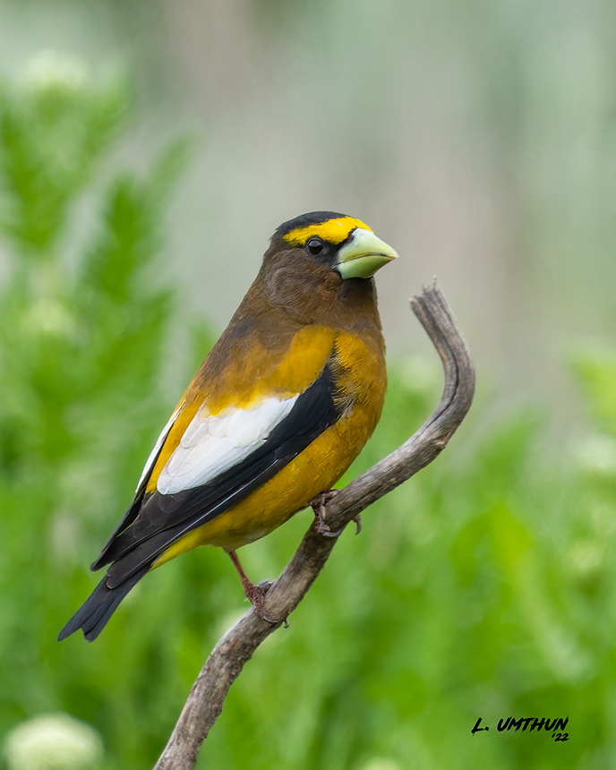 Evening Grosbeak