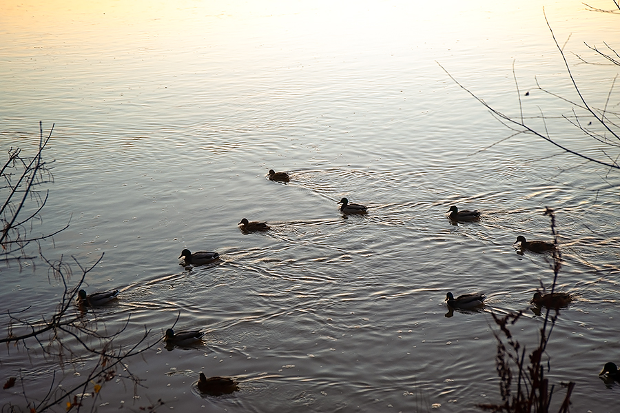 Twelve Ducks