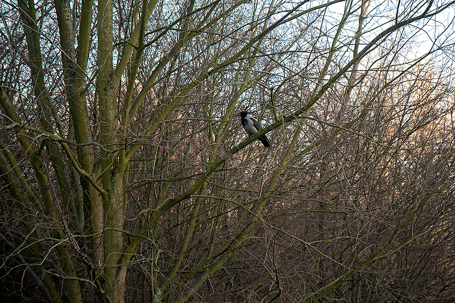 The Hooded Crow In The Woods