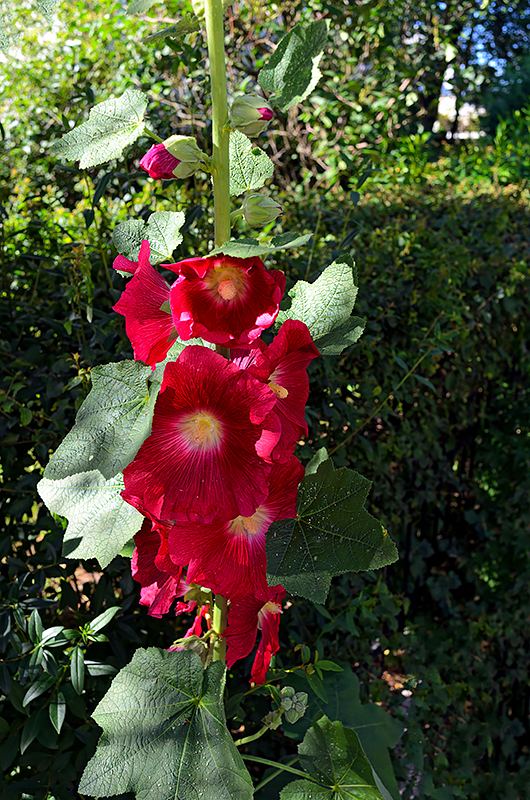 Red Hollyhocks