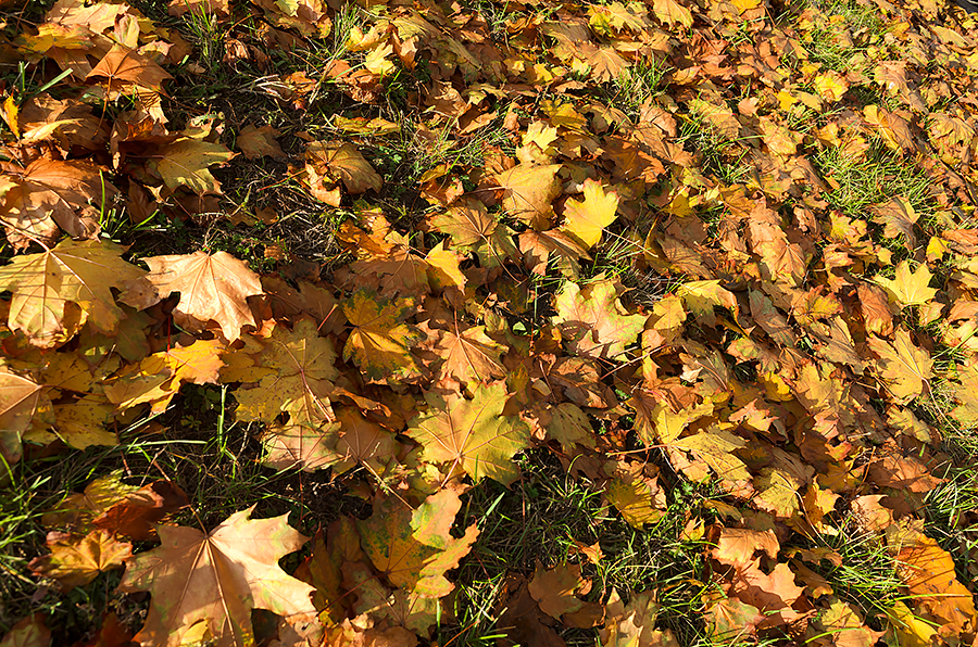 Leaves Under The Feet