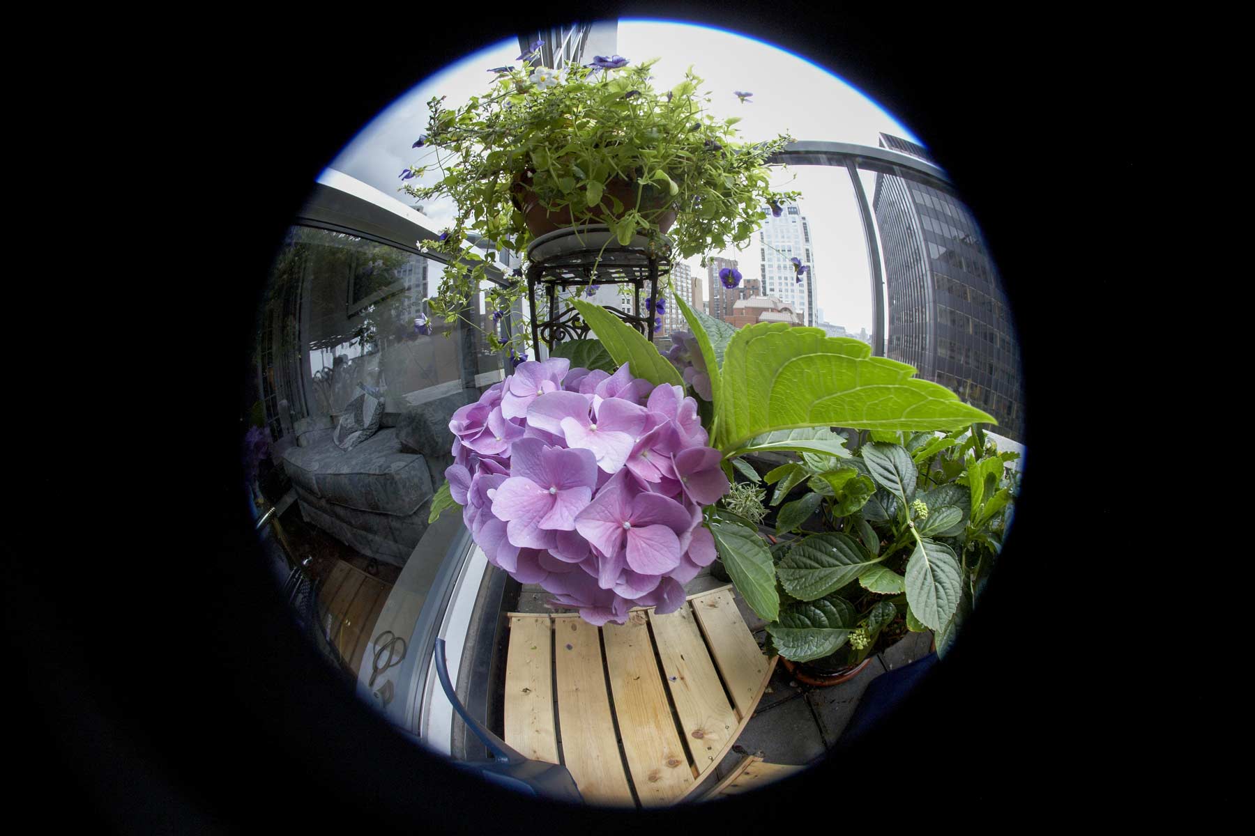 Hydrangea @f11 & 22cm 5D