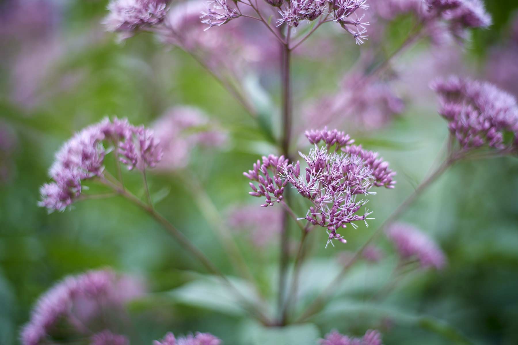 Eupatorium @f2 D700