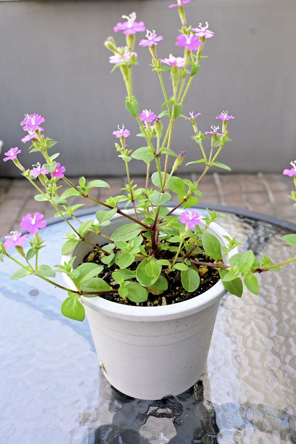a kinf of Orcid Z50