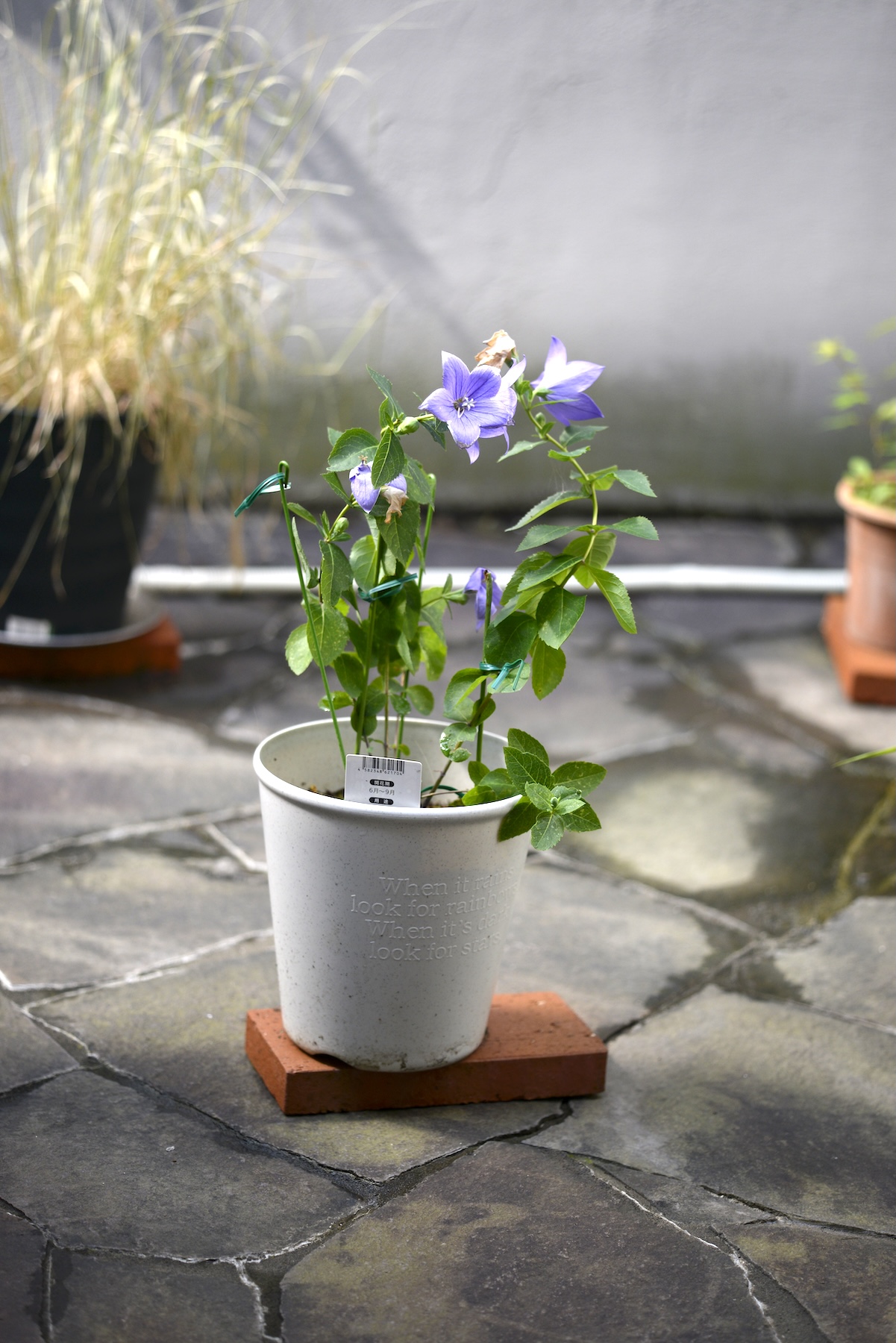 Wilting Kikyo @f2.8 D800E