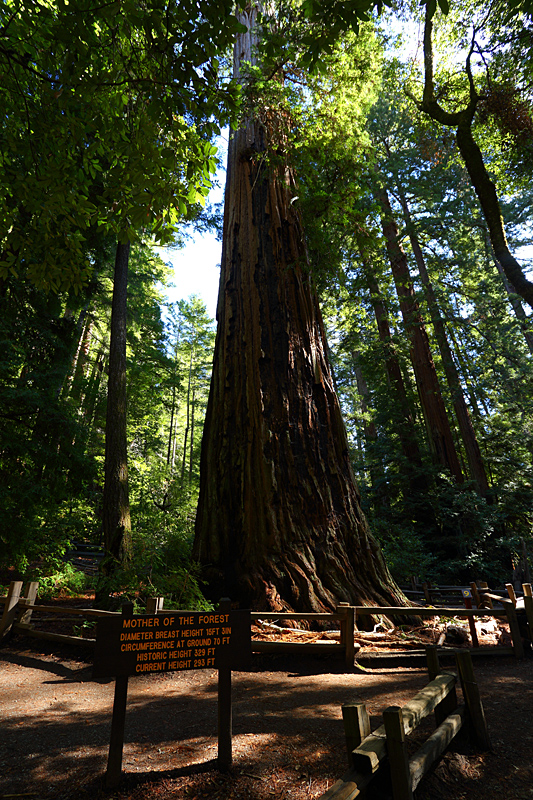 Mother of the Forest