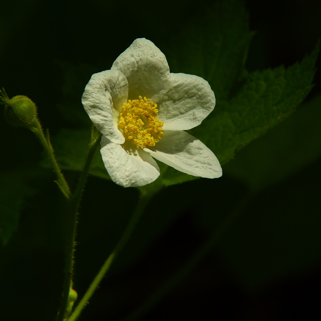 Wild Beauty Under the Redwoods