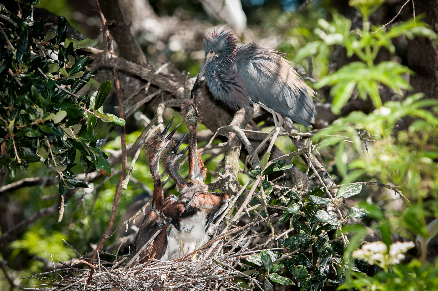 St Augustine FL-52.jpg