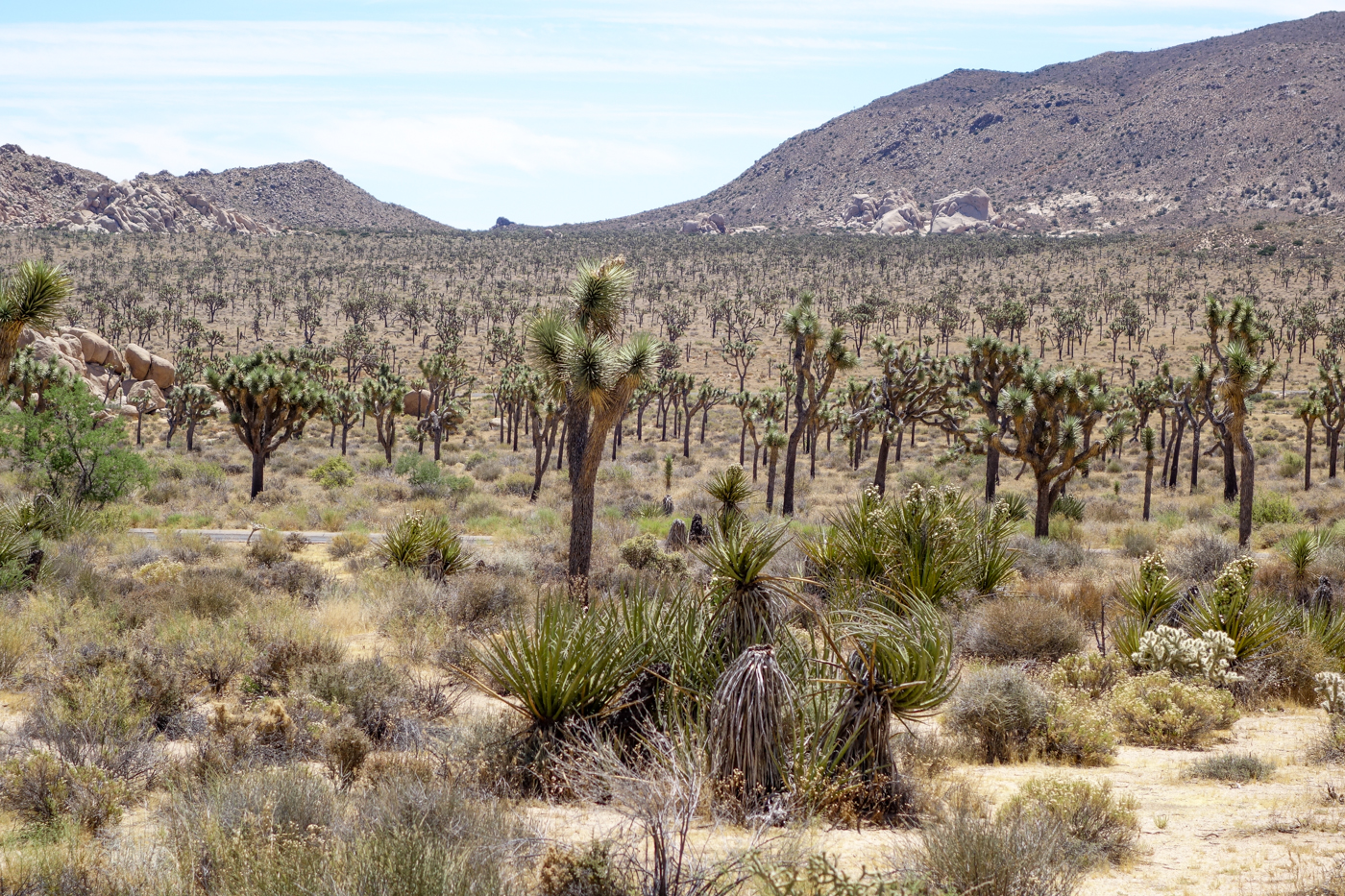 Palm Springs-16.jpg