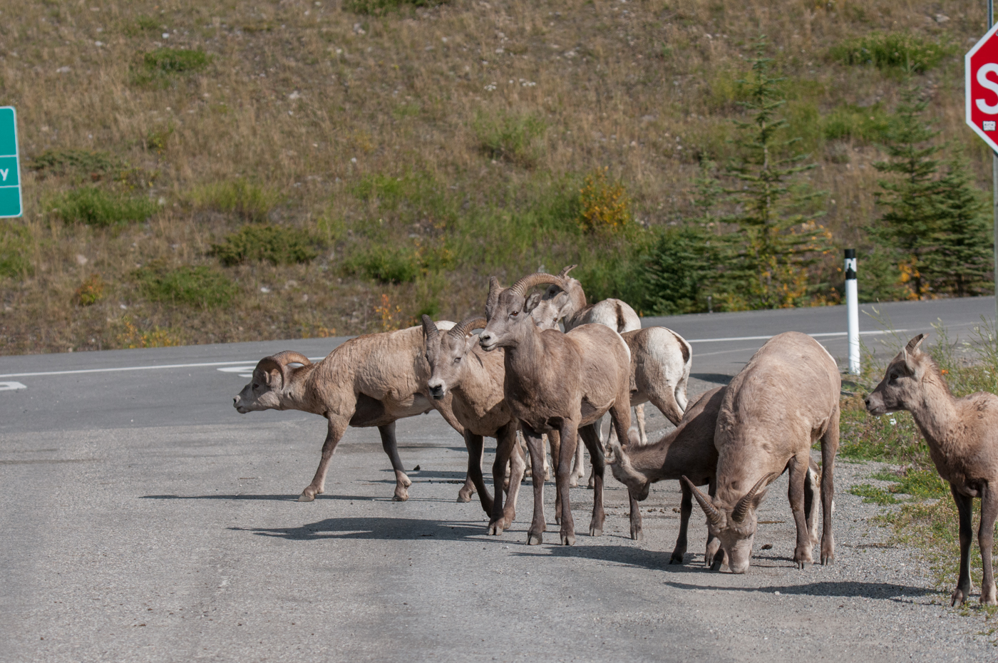Banff-9.jpg