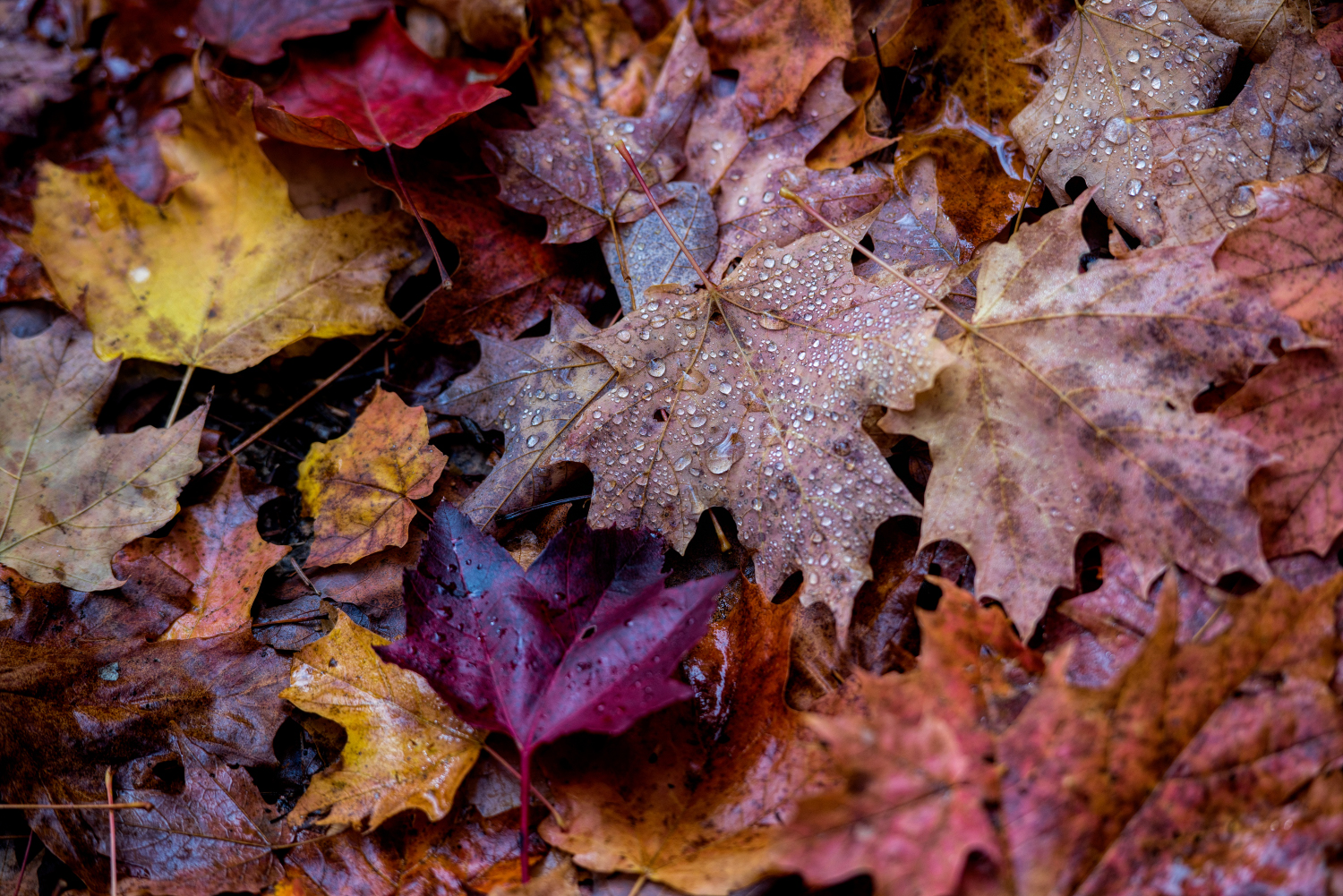 ALQ PK Oct 2019_002.JPG