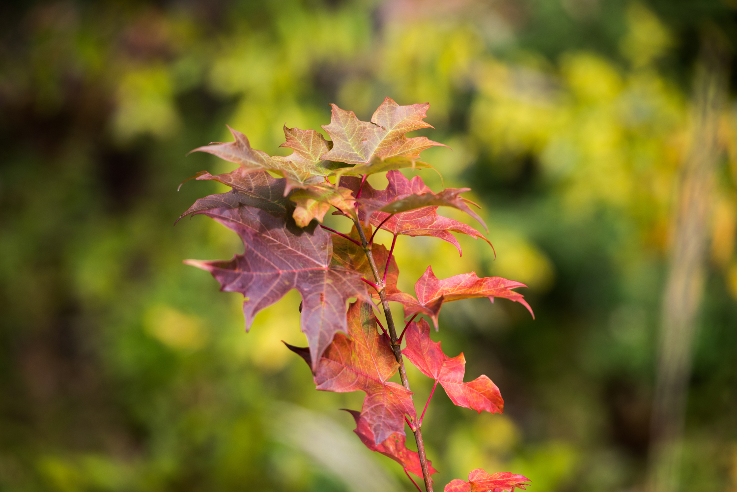 ALQ PK Oct 2019_027.JPG