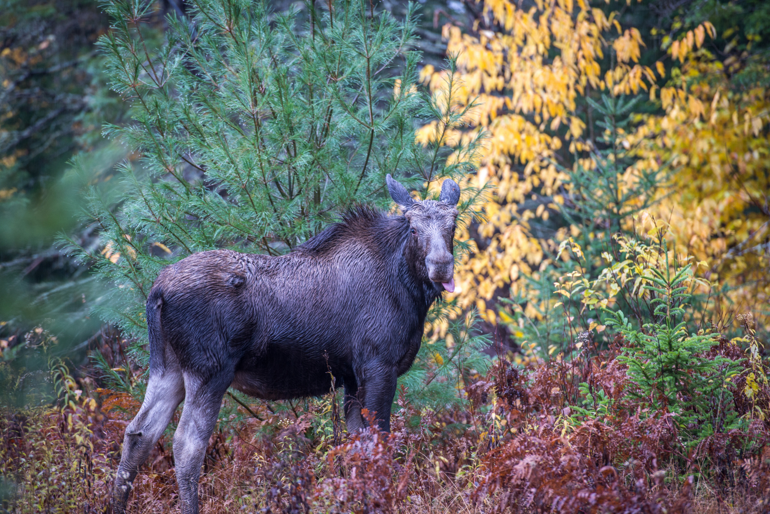 ALQ PK Oct 2019_032.JPG