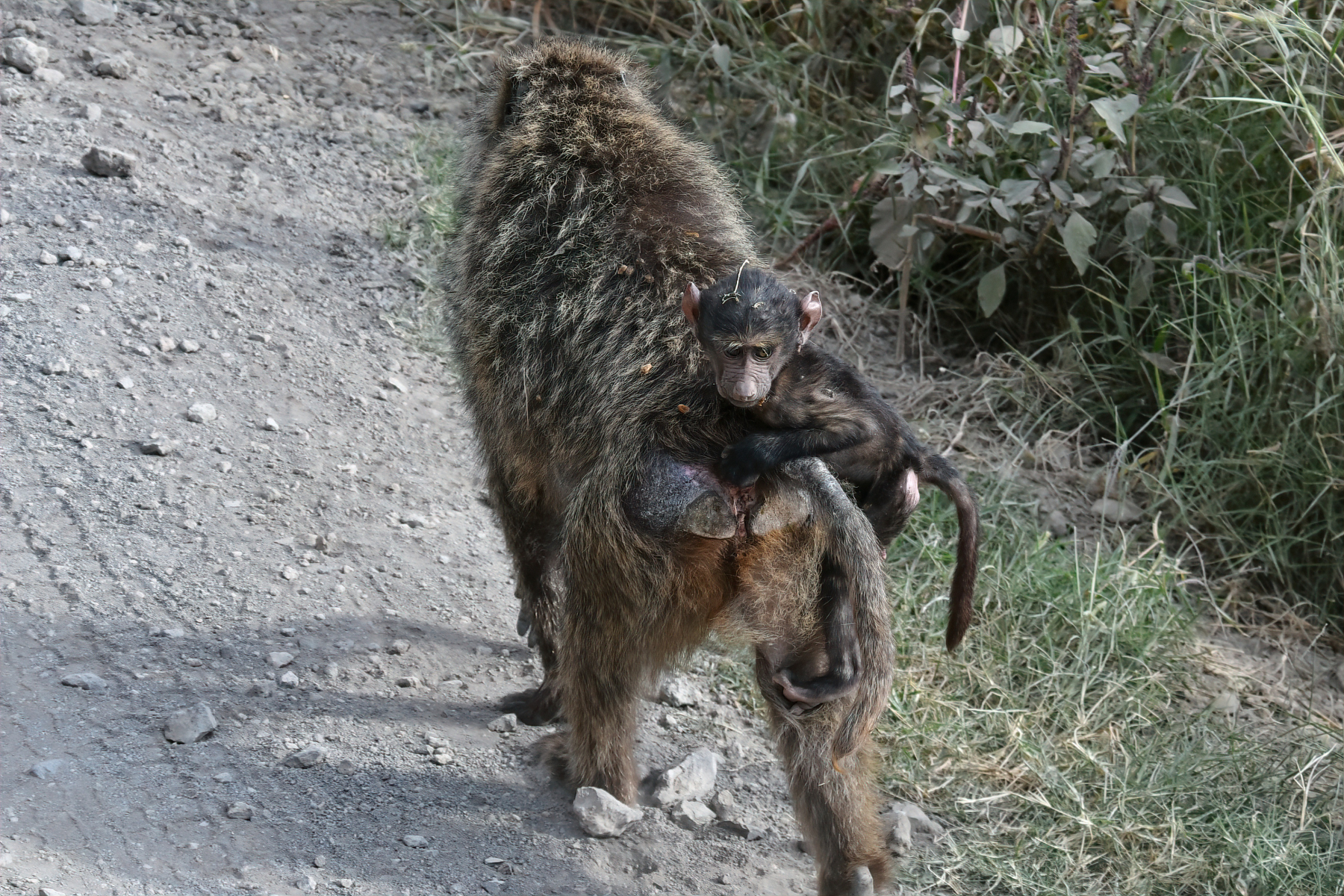 Lake Nakuru PB-20-studio_01.JPG