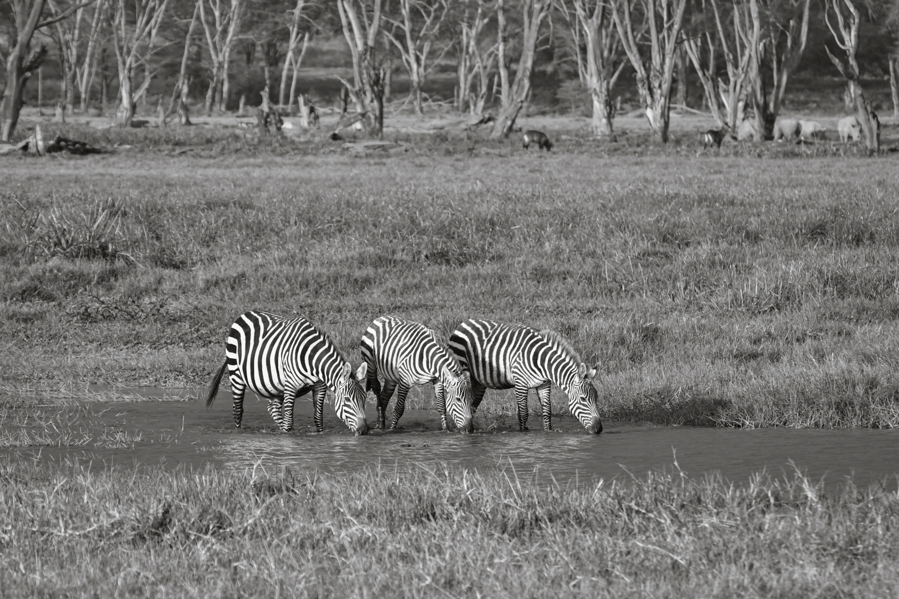 Lake Nakuru PB-42_01.JPG