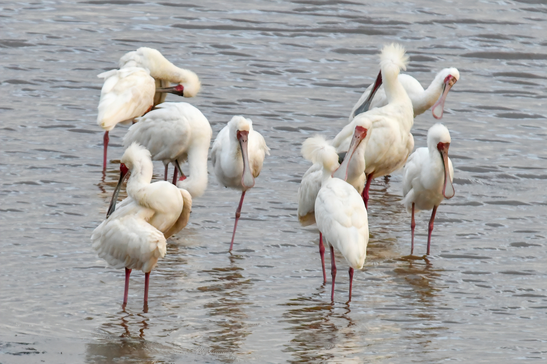Lake Nakuru PB-53-studio_01.JPG