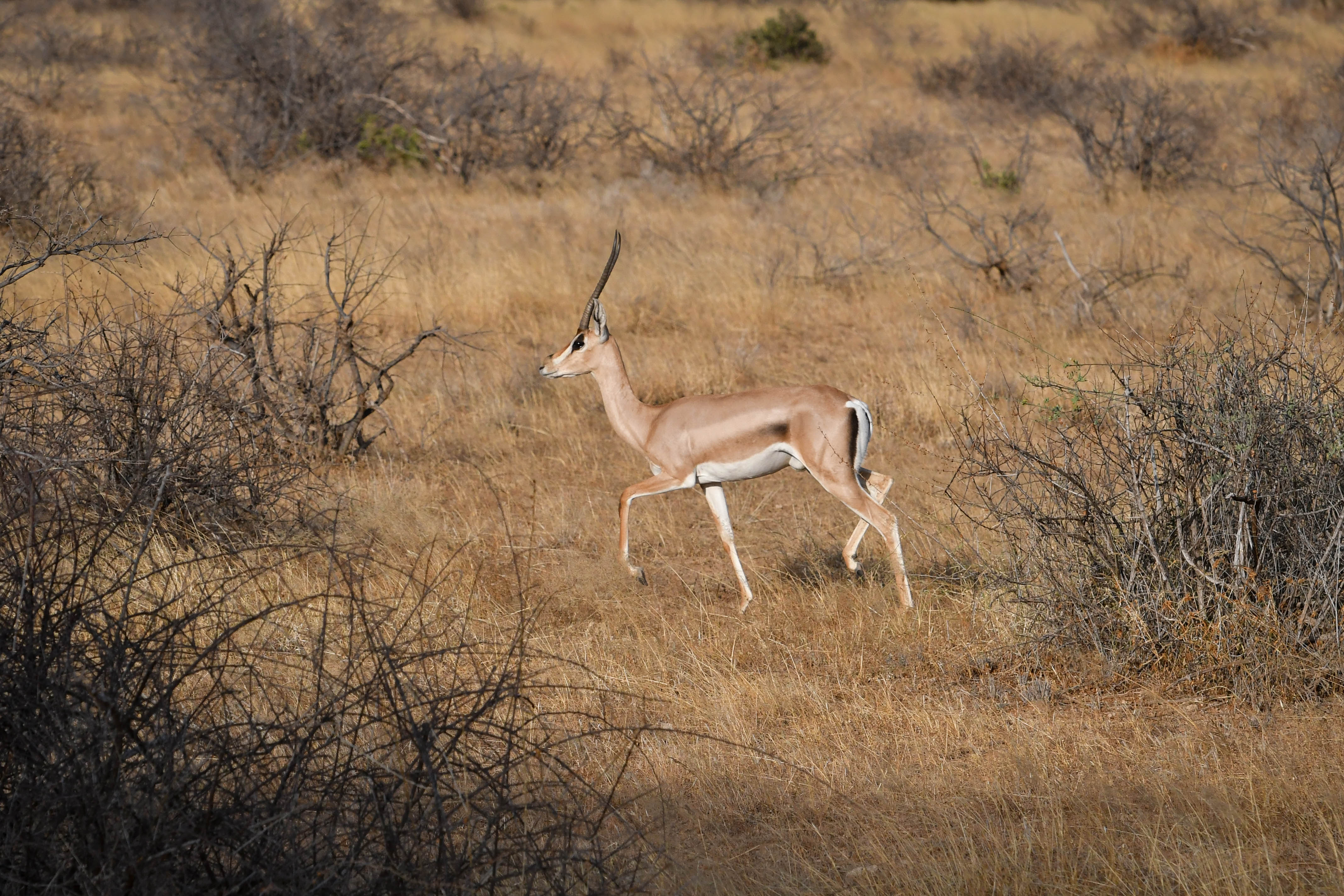 Shaba Buffalo Springs-33.jpg