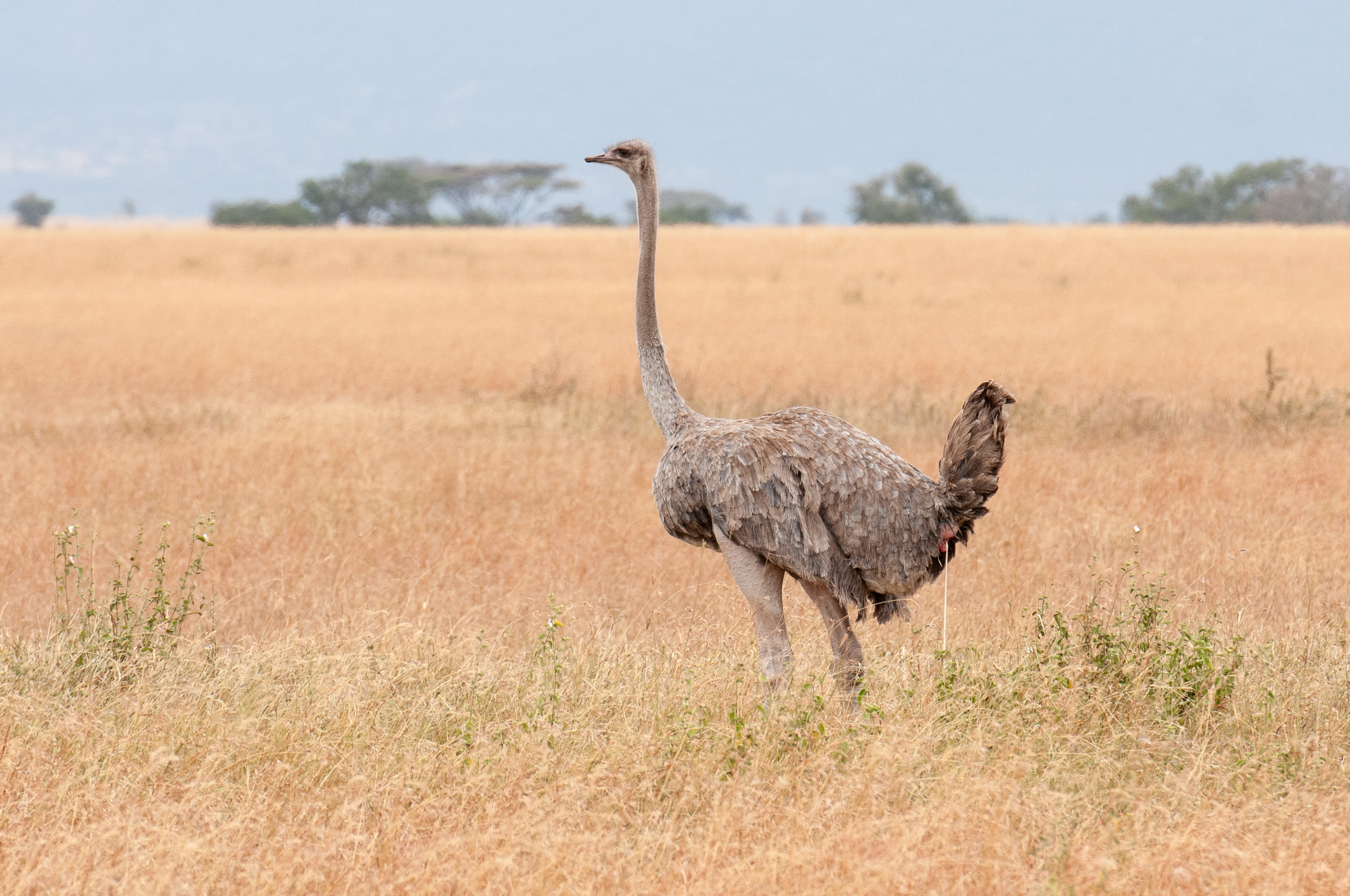 Serengeti -36.jpg