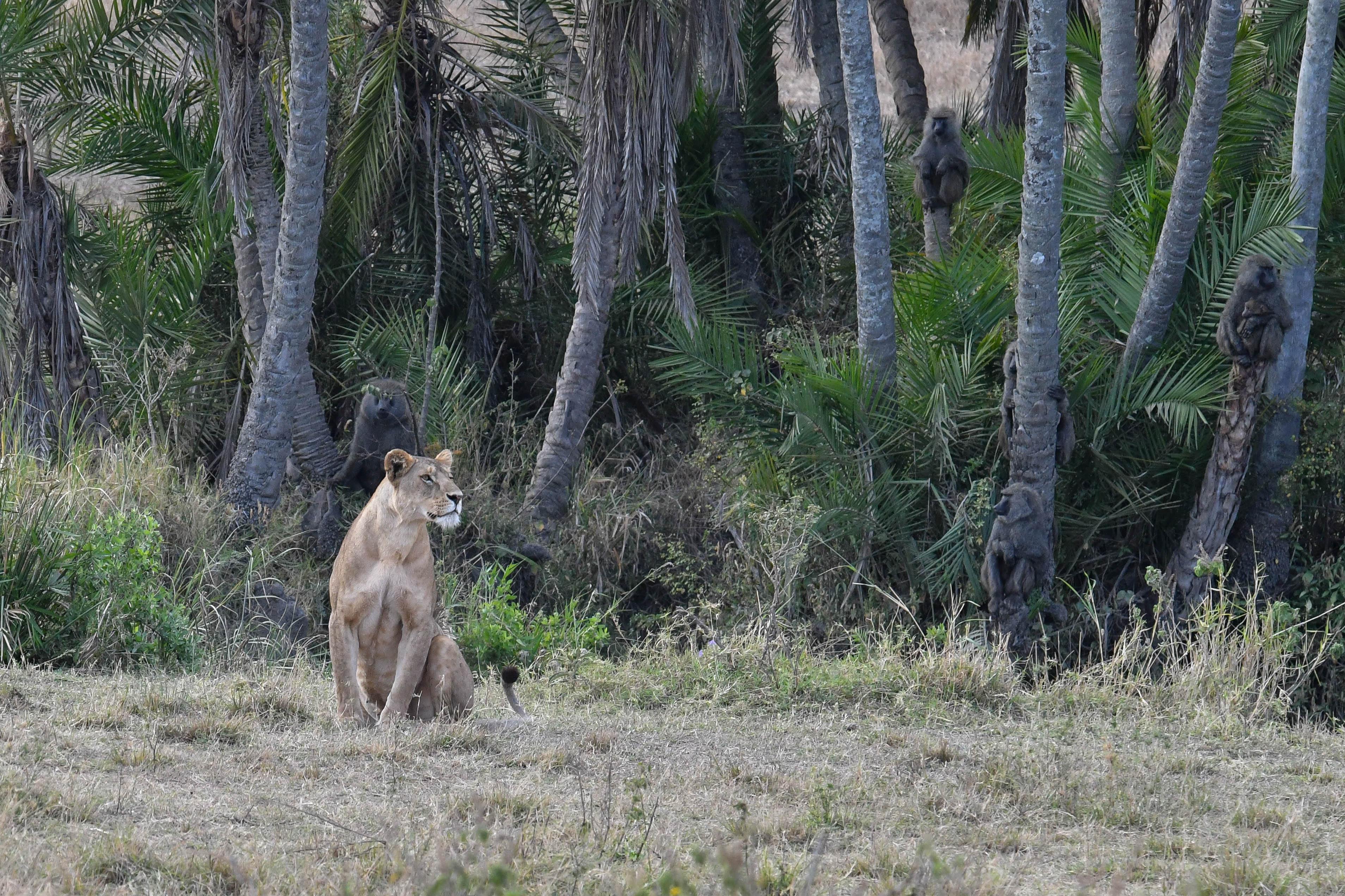 Serengeti -74.jpg