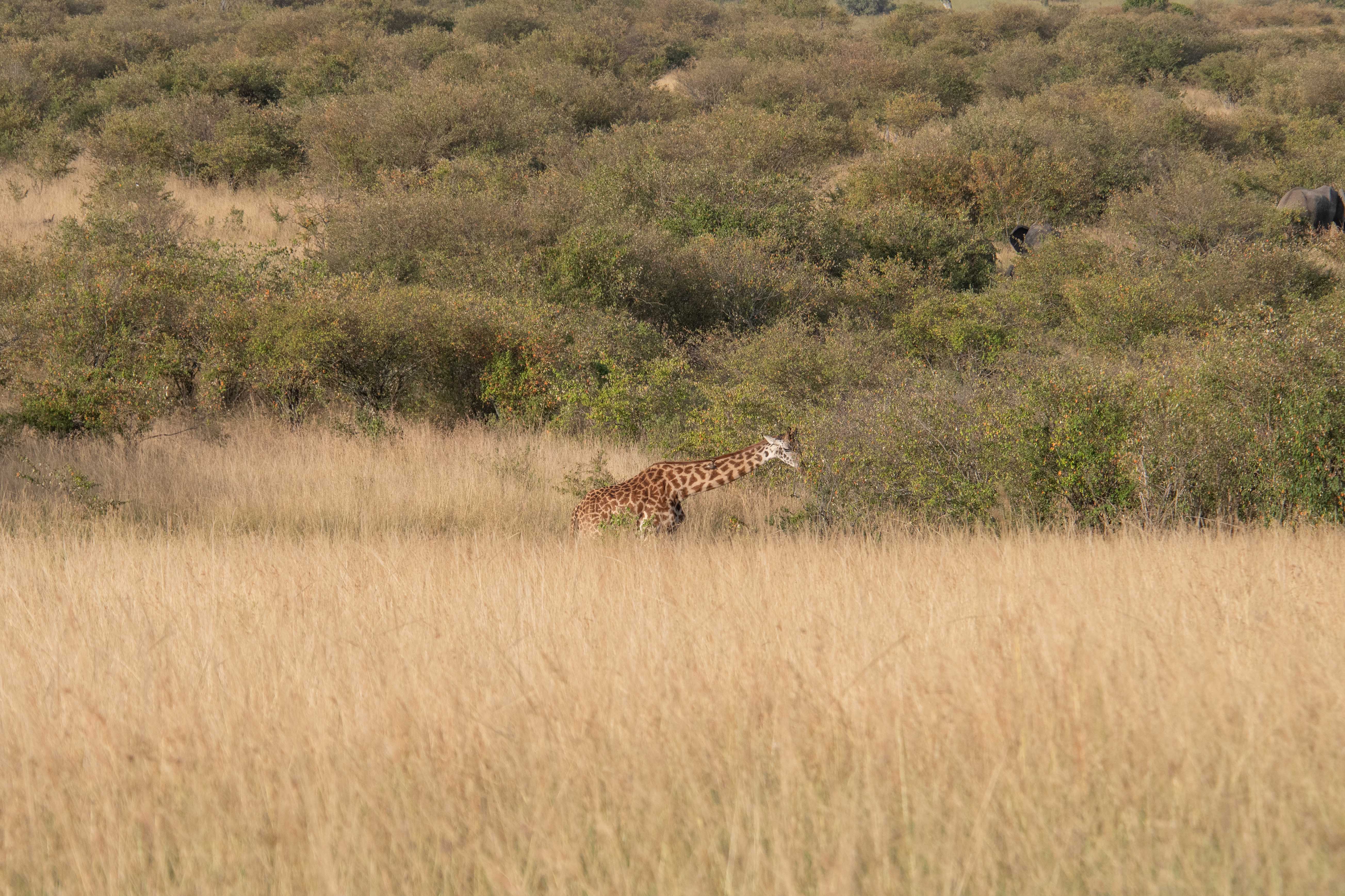 Masai Mara-20.jpg