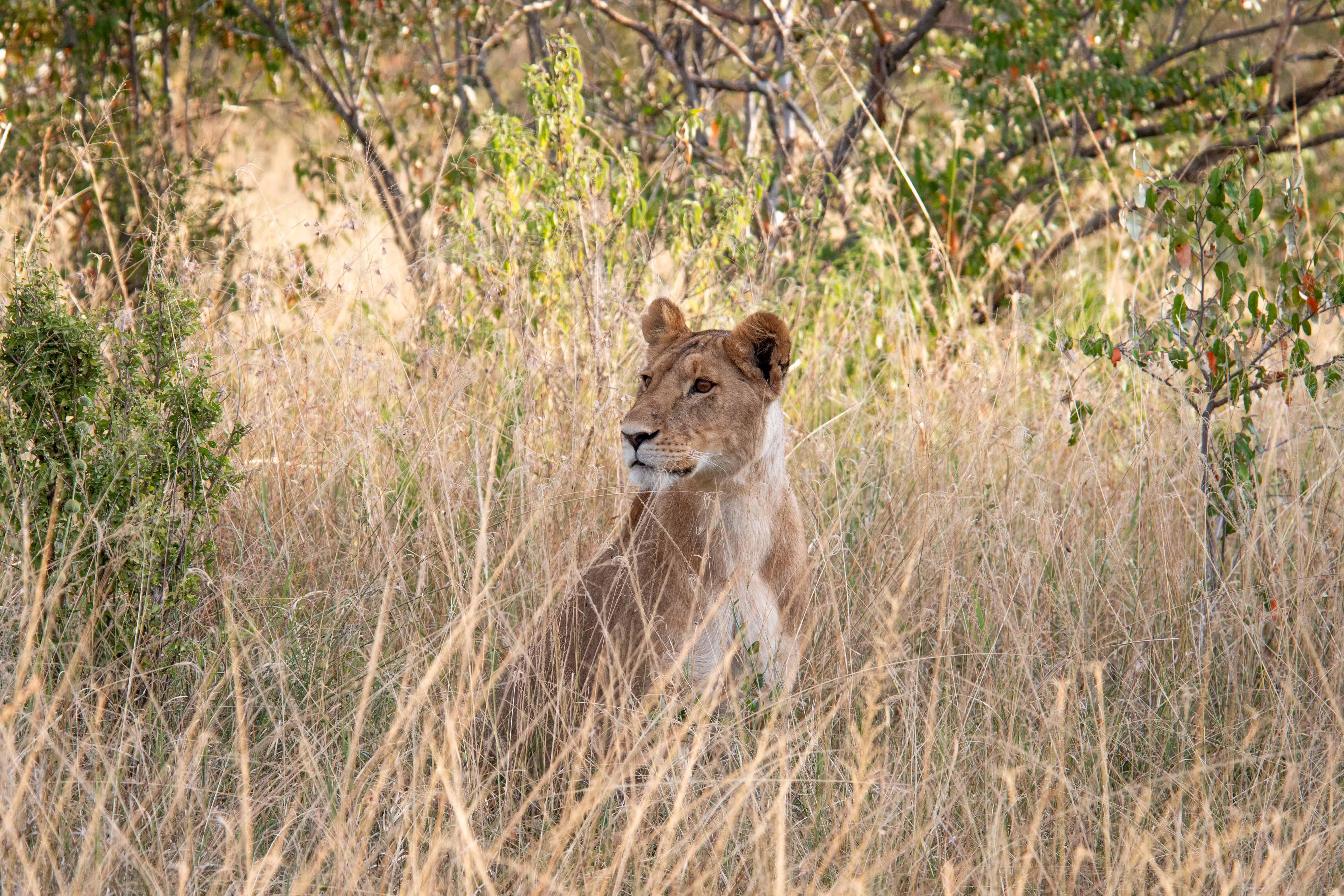 Masai Mara-25.jpg