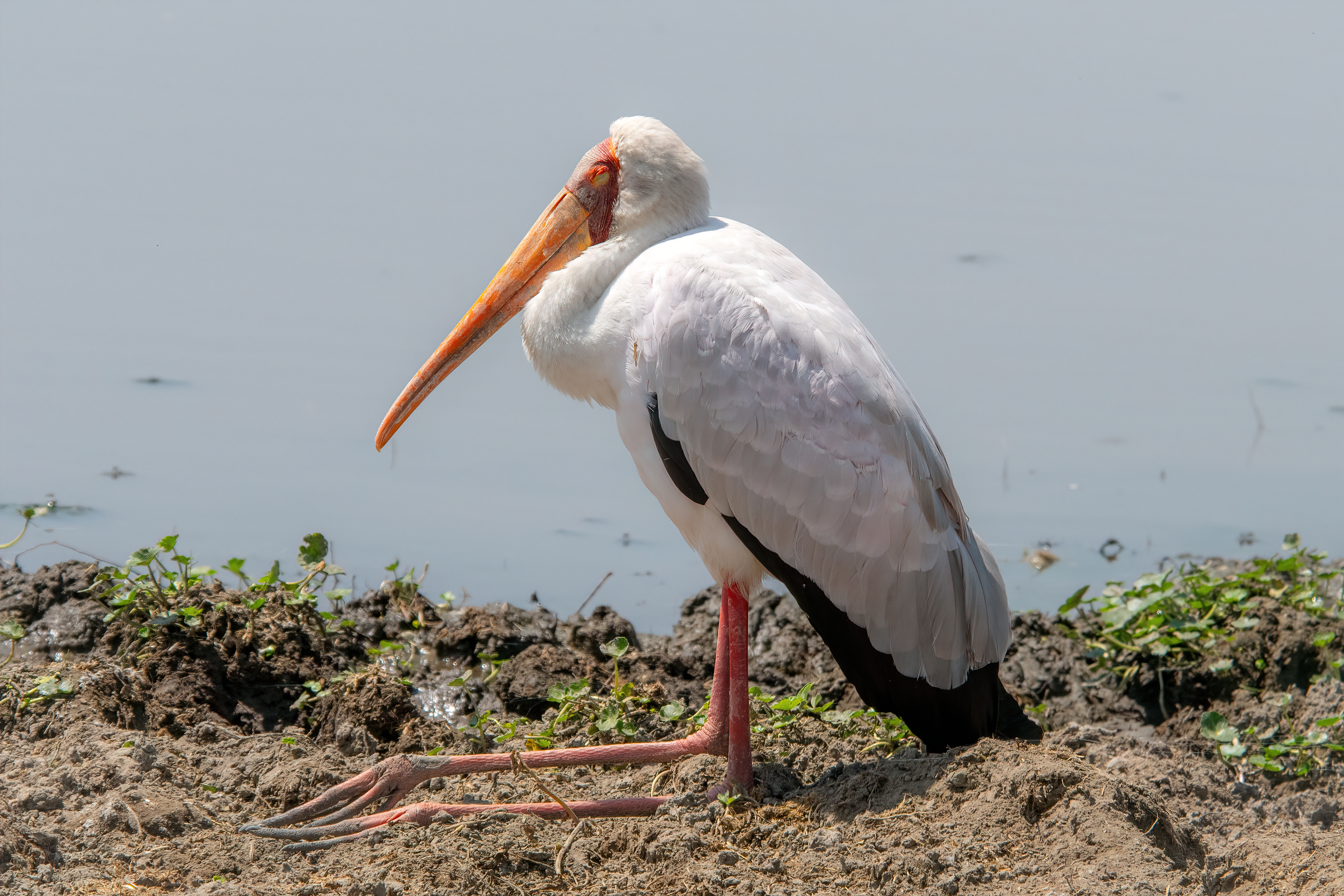 Ngorongoro-13-studio.jpg