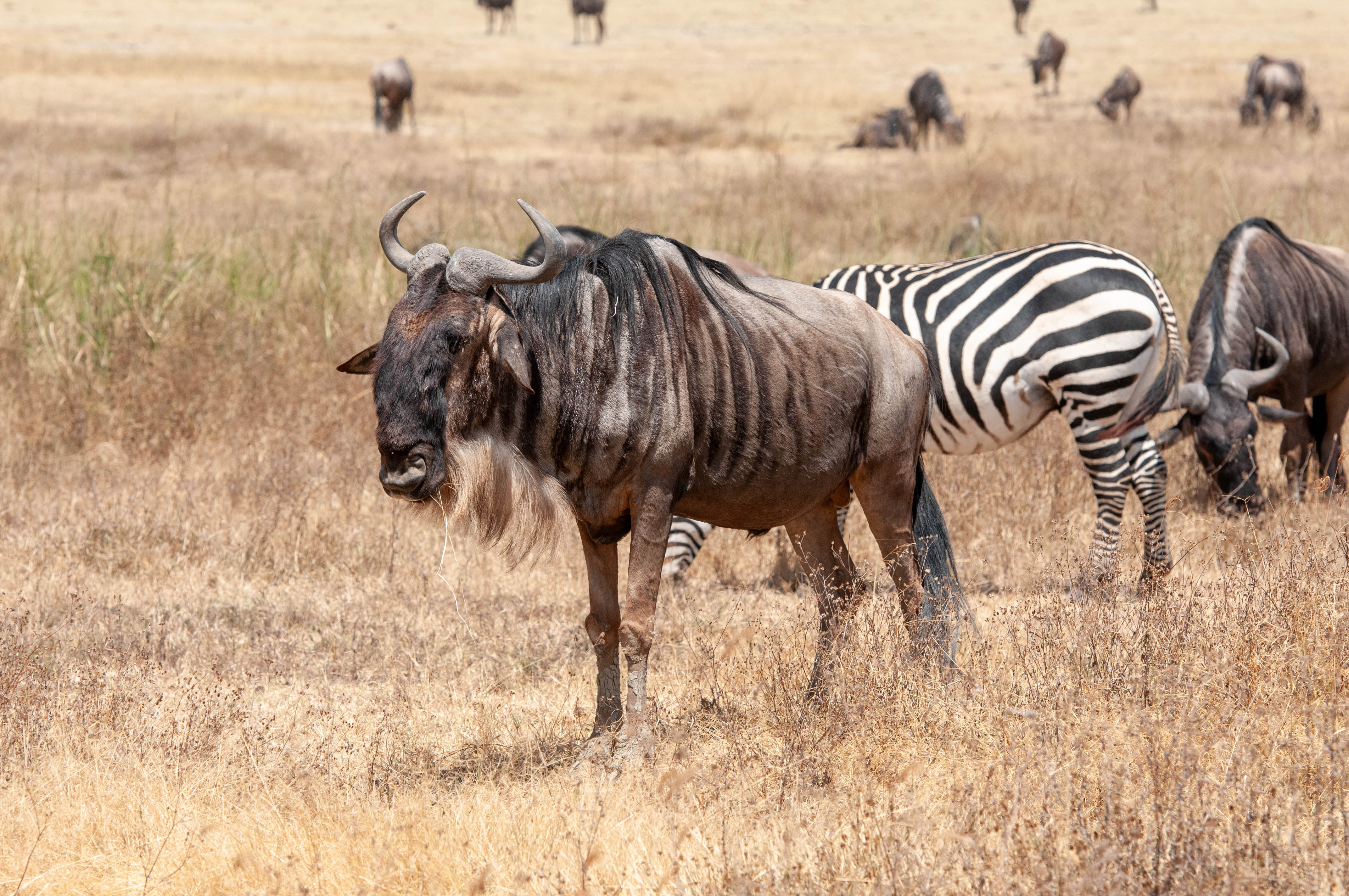 Ngorongoro-15.jpg