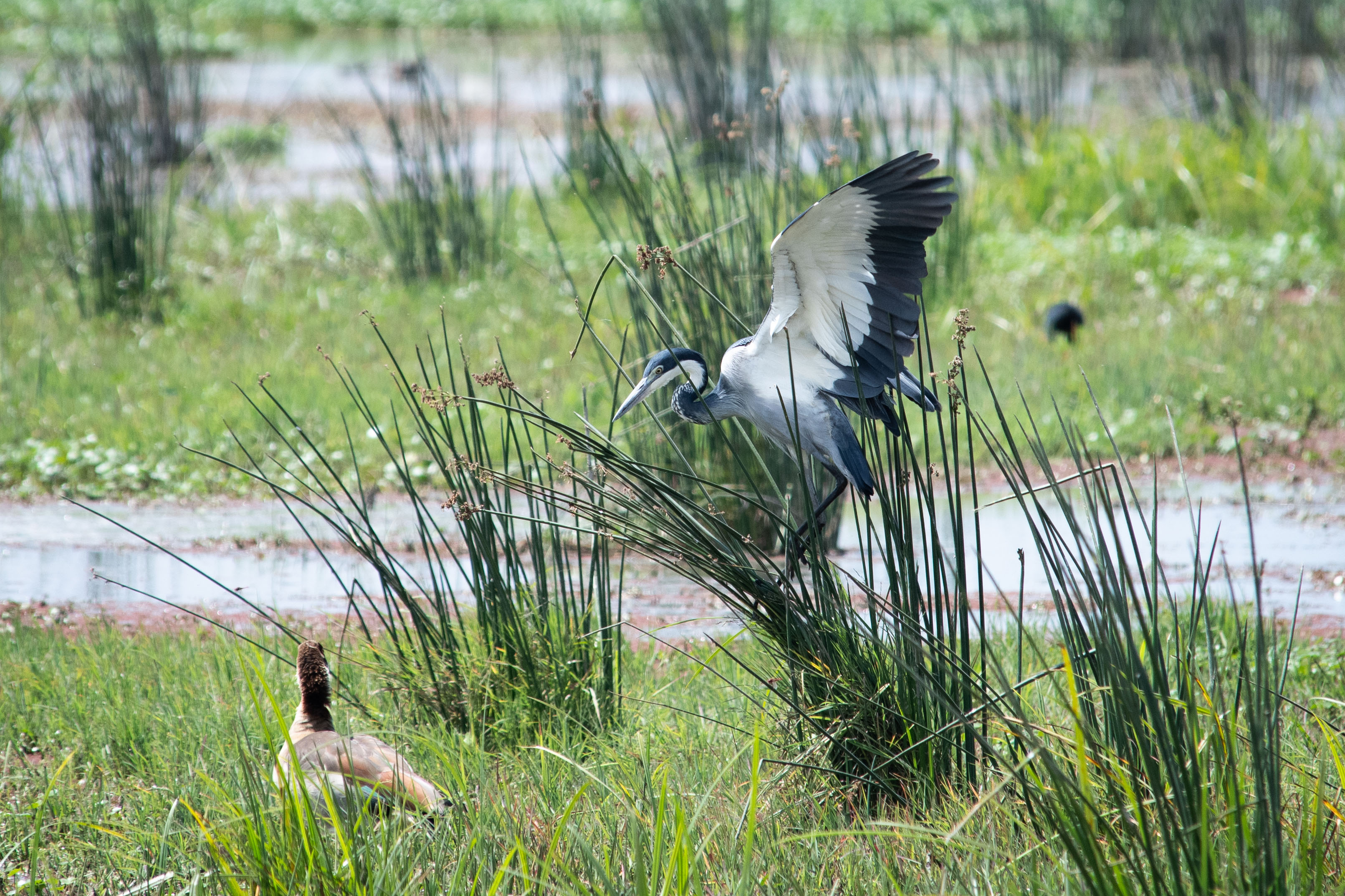 Ngorongoro-19.jpg