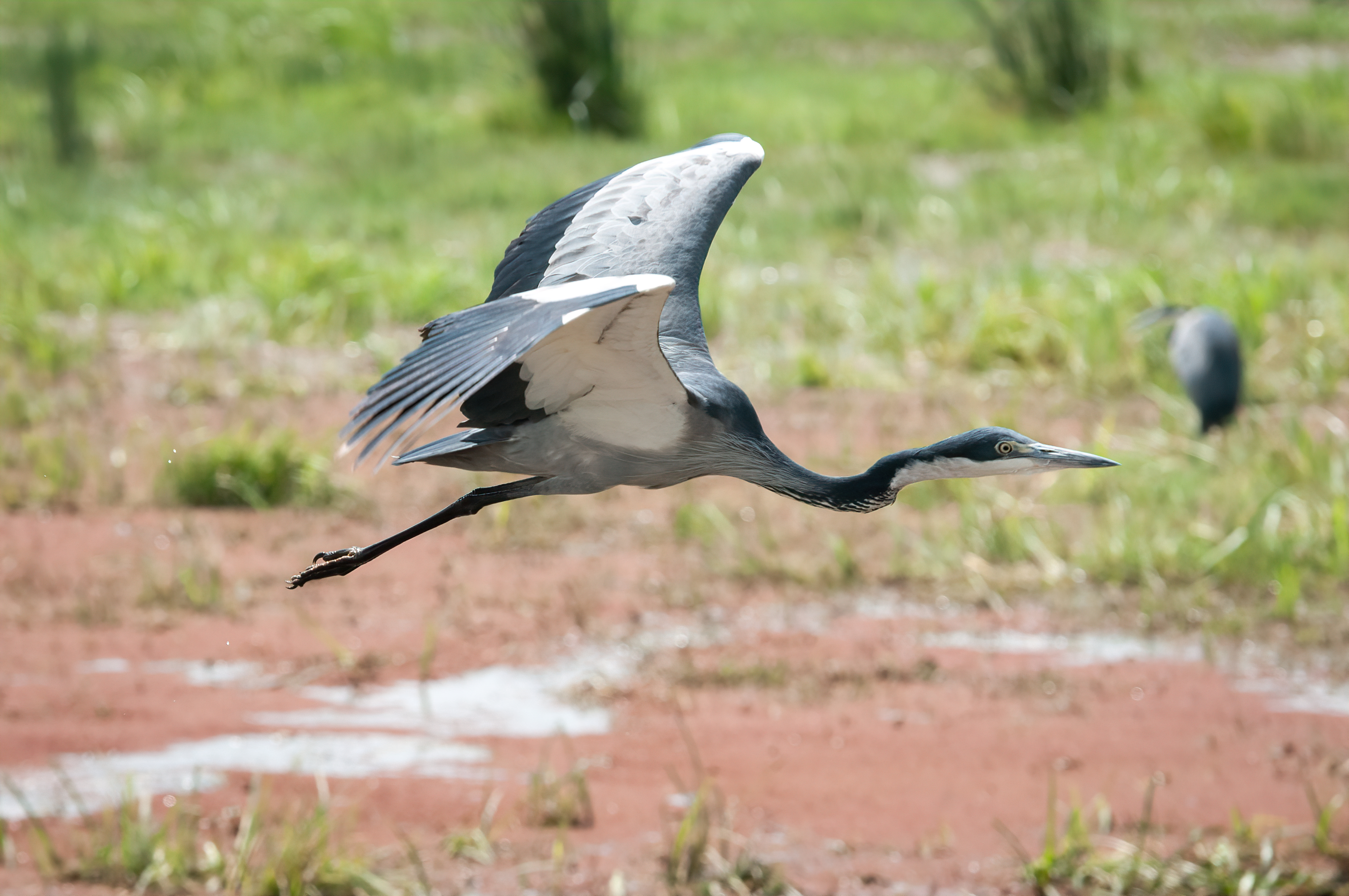 Ngorongoro-21-studio.jpg