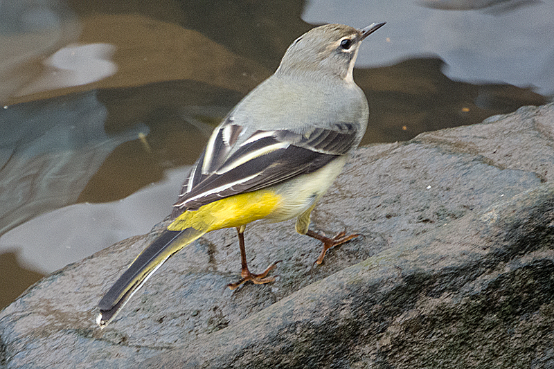 Grey Wagtail