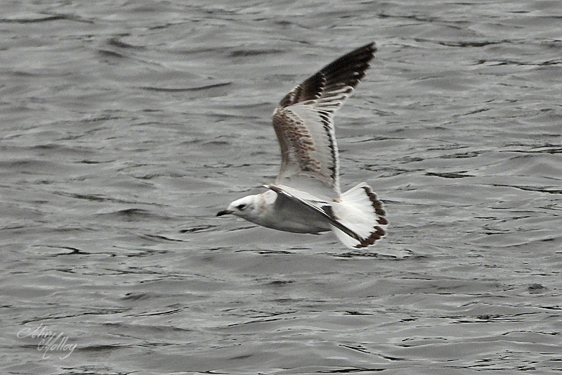 Mediterranean Gull