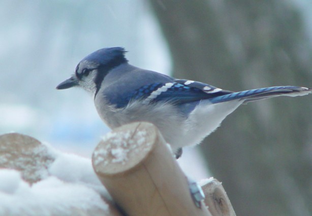 A Blue Jay in Winter 
