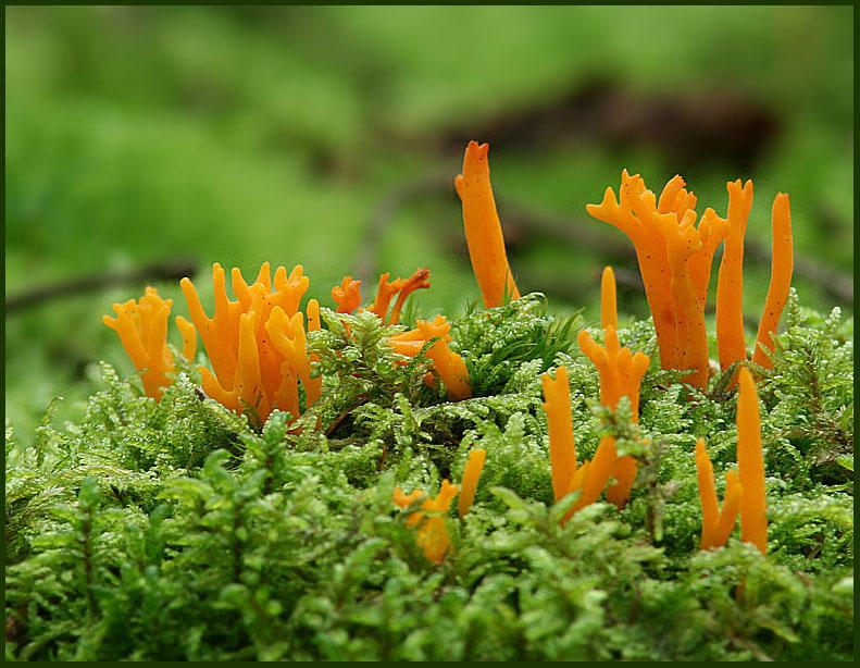 Calocera viscosa.jpg