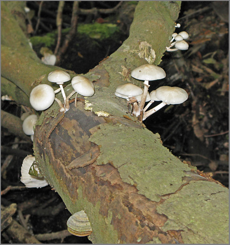 Porcelain Mushroom Porslinsskivling   (Oudemansiella mucida).jpg