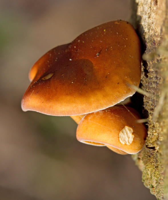 Flammulina velutipes, Vinterskivling (.jpg