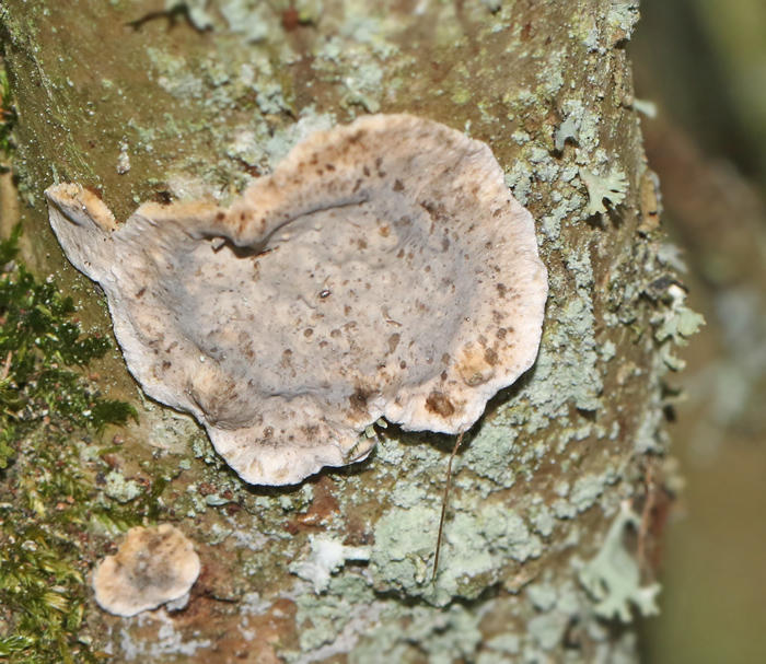 Resupinate Fungi