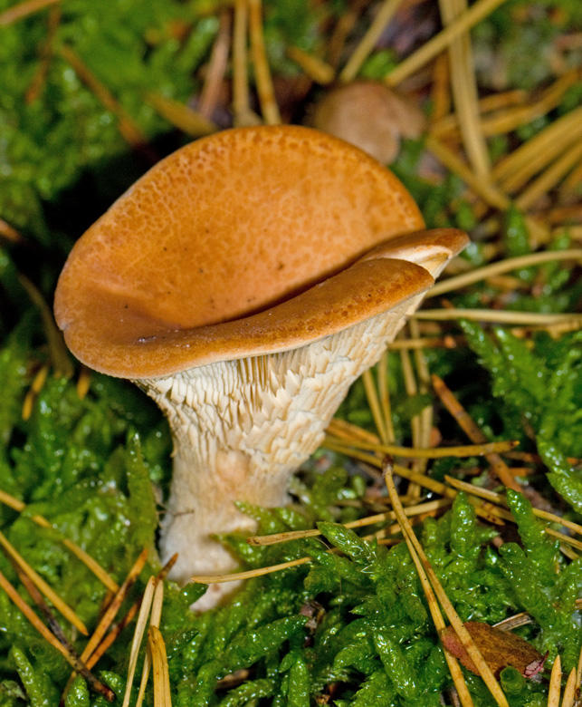Lepista flaccida, Rödbrun trattskivling.jpg