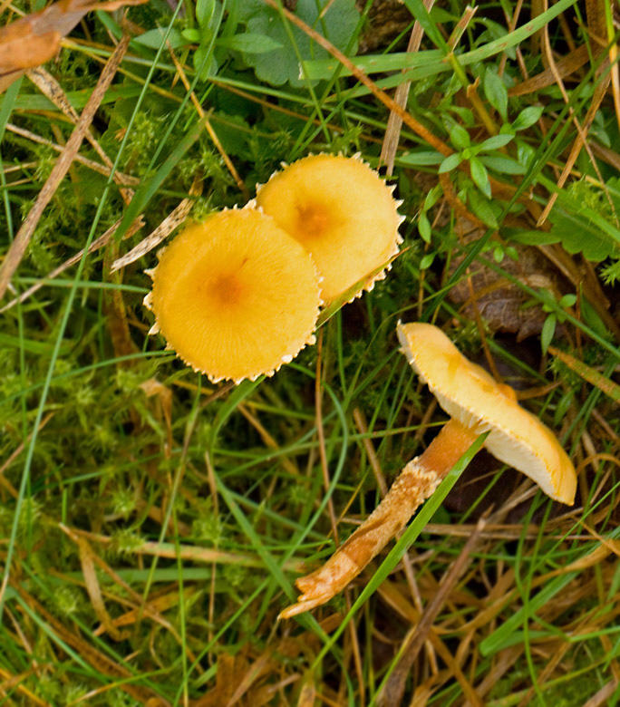 Cystoderma amianthinum, Okragul grynskivling.jpg