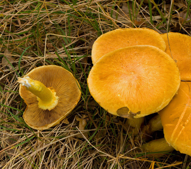 Gymnopilus spectabilis, Ringbitterskivling.jpg