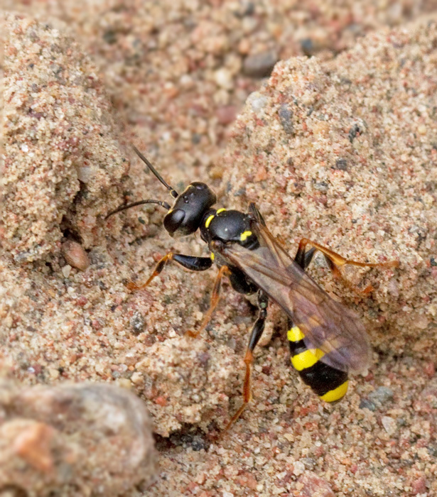 Mellinus arvensis.jpg
