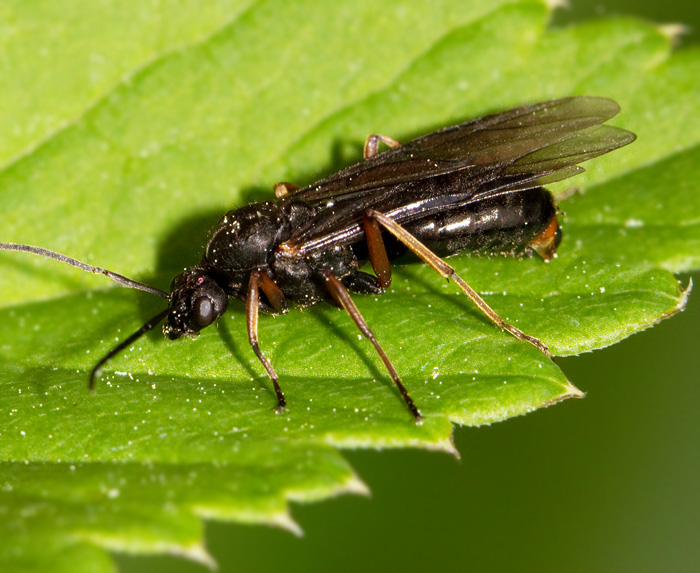 Rd skogsmyra hane, male (Formica rufa).jpg