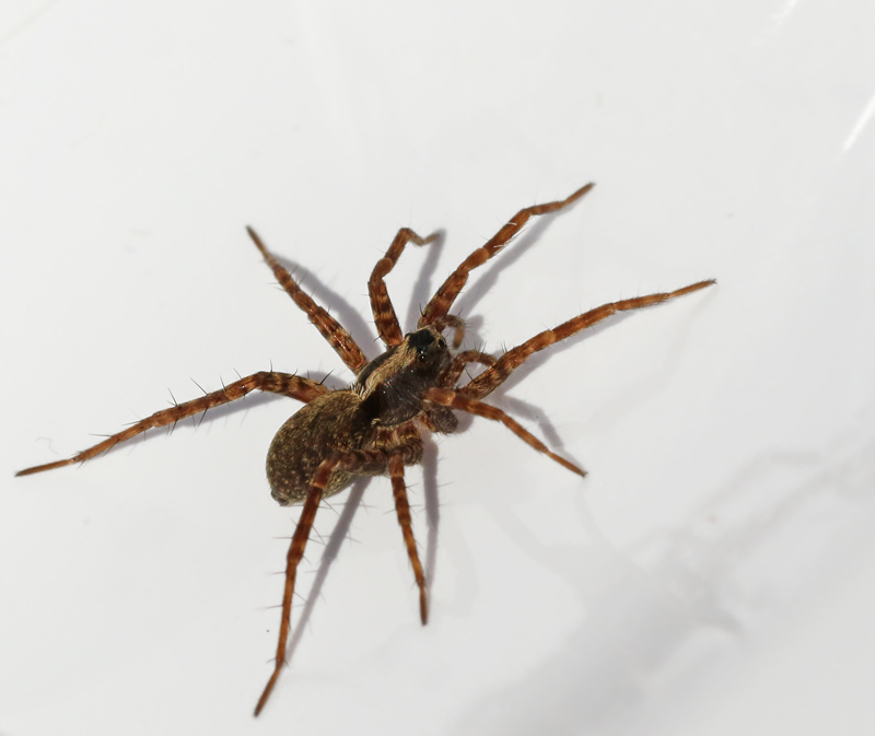 Strumpvargspindel (Pardosa prativaga).jpg