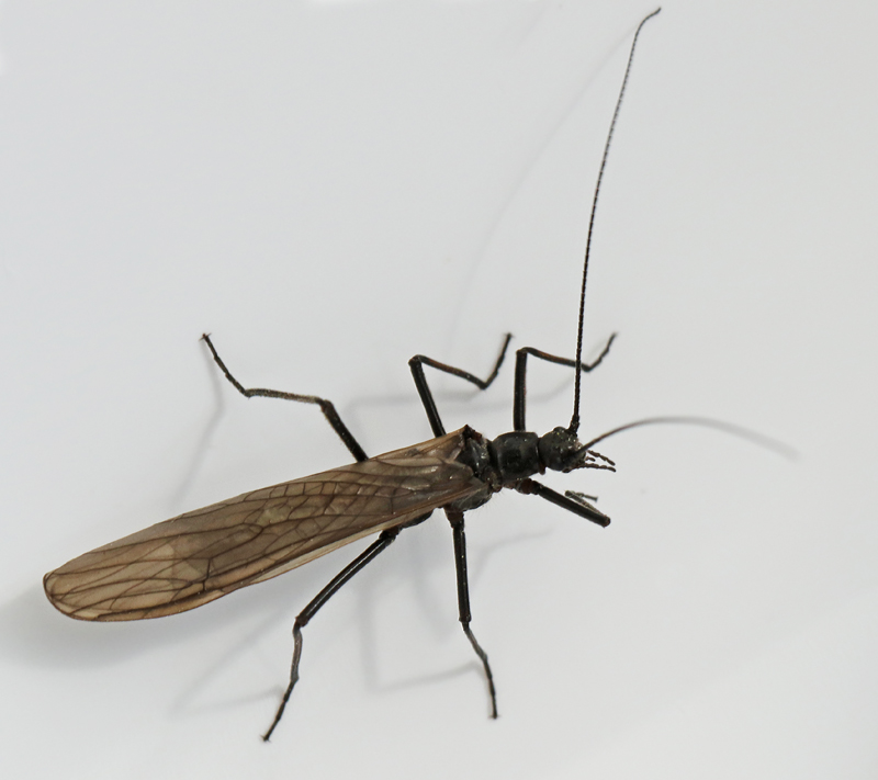 Stonefly, Taeniopteryx nebulosa.jpg